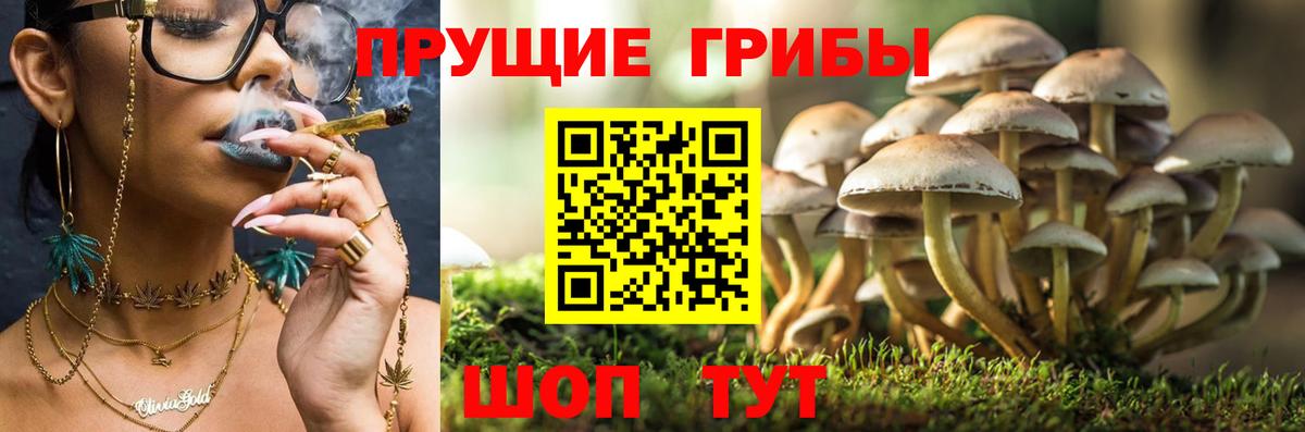 Псилоцибиновые грибы мицелий  Вход с VPN  Галлюциногенные грибы прущие грибы  Заинск 